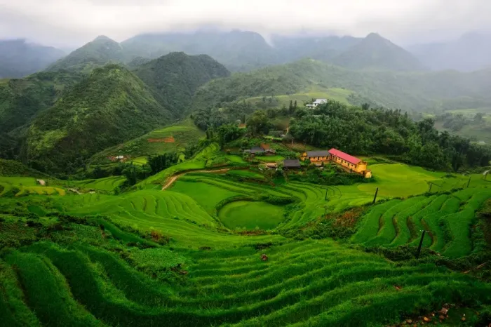 Framed Print : Rice terrace in Sapa Framed Print : Rice terrace in Sapa
