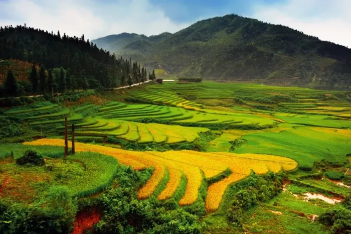Framed Print : Rice terrace in Sapa, Vietnam Framed Print : Rice terrace in Sapa, Vietnam