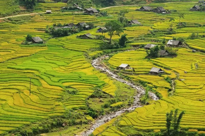 Framed Print : Sapa. Rice terrace Ta Van, Sapa, Vietnam