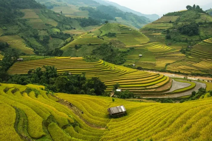Framed Print : Rice terrace, Vietnam Framed Print : Rice terrace, Vietnam