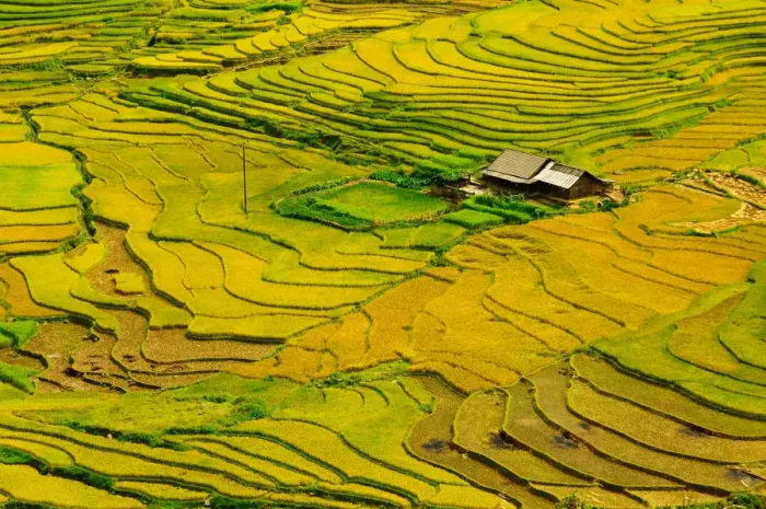 Framed Print : Rice terrace in Vietnam Framed Print : Rice terrace in Vietnam
