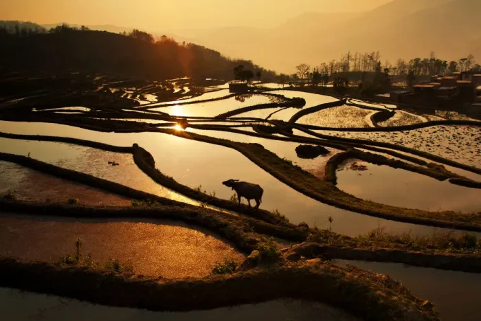 Framed Print : Rice terrace in Yuanyang County Framed Print : Rice terrace in Yuanyang County