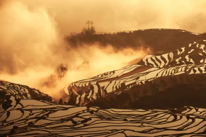 Framed Print : Rice terrace in Yuanyang County Framed Print : Rice terrace in Yuanyang County