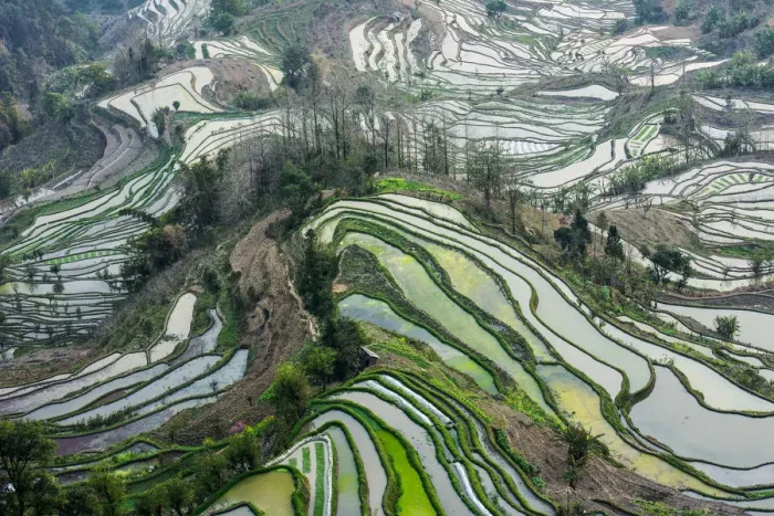 Framed Print : Rice terrace at Yuanyang. Yunnan. China Framed Print : Rice terrace at Yuanyang. Yunnan. China