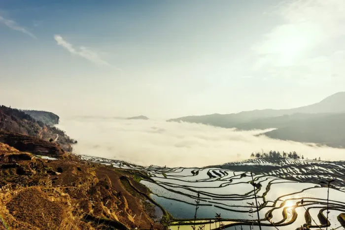 Framed Print : Rice terrace at Yuanyang. Yunnan. China Framed Print : Rice terrace at Yuanyang. Yunnan. China