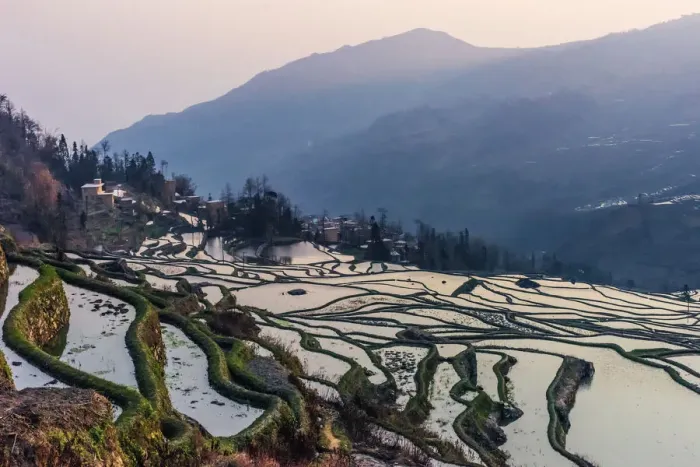 Framed Print : Rice terrace at Yuanyang. Yunnan. China Framed Print : Rice terrace at Yuanyang. Yunnan. China