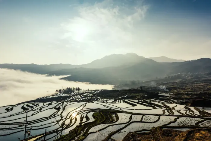 Framed Print : Rice terrace at Yuanyang. Yunnan. China Framed Print : Rice terrace at Yuanyang. Yunnan. China