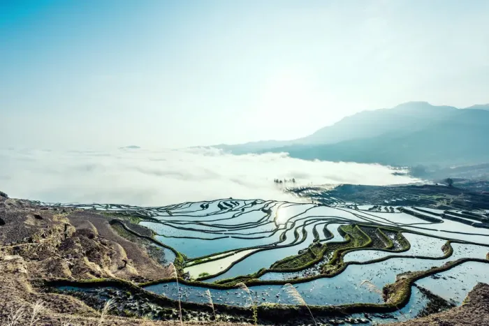 Framed Print : Rice terrace at Yuanyang. Yunnan. China Framed Print : Rice terrace at Yuanyang. Yunnan. China