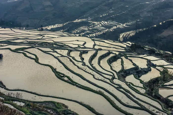 Framed Print : Rice terrace at Yuanyang. Yunnan. China Framed Print : Rice terrace at Yuanyang. Yunnan. China