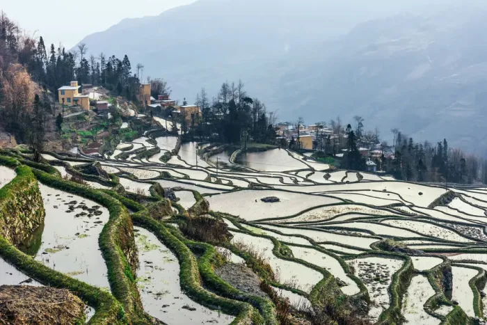 Framed Print : Rice terrace at Yuanyang. Yunnan. China Framed Print : Rice terrace at Yuanyang. Yunnan. China