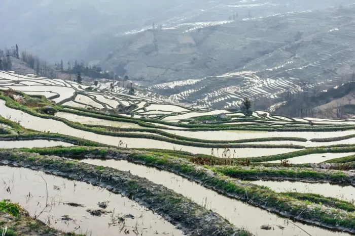 Framed Print : Rice terrace at Yuanyang. Yunnan. China Framed Print : Rice terrace at Yuanyang. Yunnan. China
