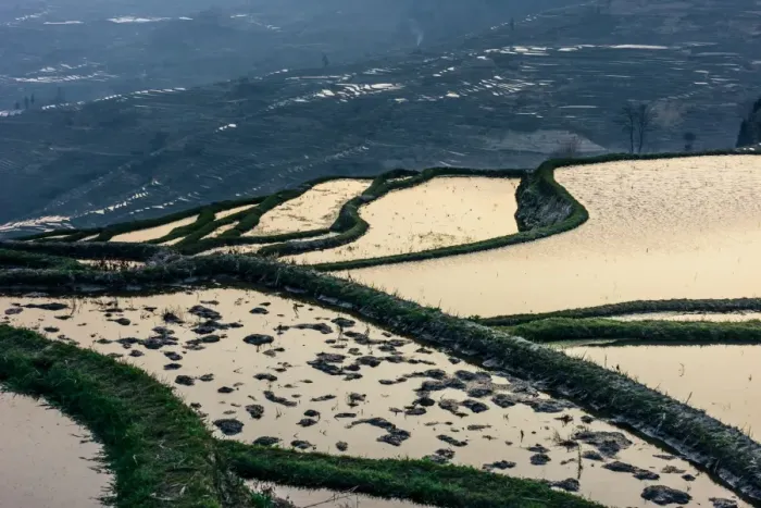 Framed Print : Rice terrace at Yuanyang. Yunnan. China