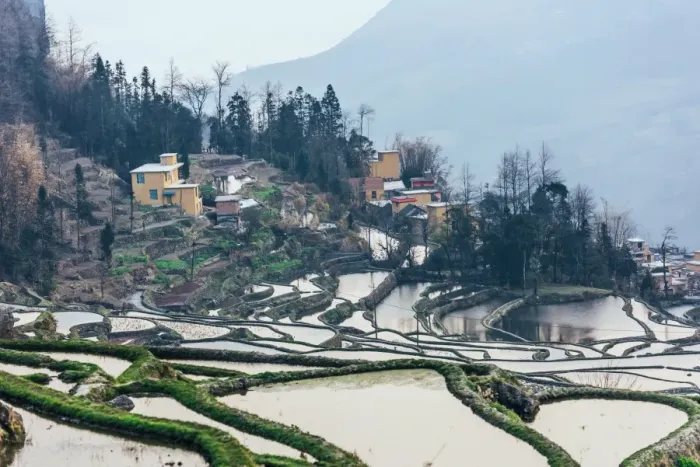 Framed Print : Rice terrace at Yuanyang. Yunnan. China Framed Print : Rice terrace at Yuanyang. Yunnan. China