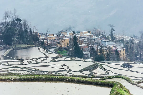Rice terrace at Yuanyang. Yunnan. China