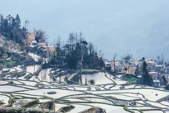 Framed Print : Rice terrace at Yuanyang. Yunnan. China Framed Print : Rice terrace at Yuanyang. Yunnan. China