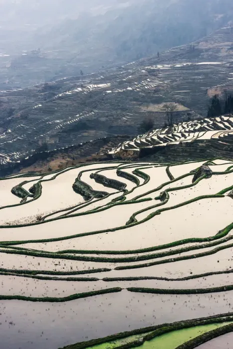 Framed Print : Rice terrace at Yuanyang. Yunnan. China