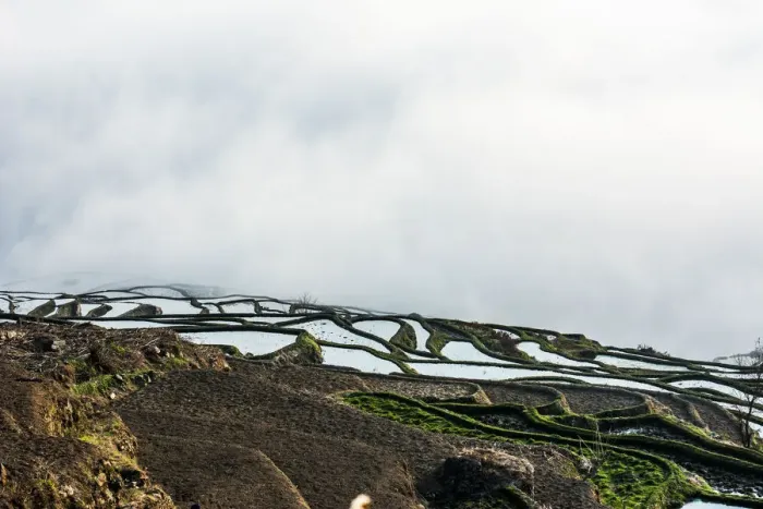 Framed Print : Rice terrace at Yuanyang. Yunnan. China Framed Print : Rice terrace at Yuanyang. Yunnan. China