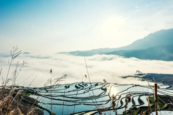 Framed Print : Rice terrace at Yuanyang. Yunnan. China Framed Print : Rice terrace at Yuanyang. Yunnan. China