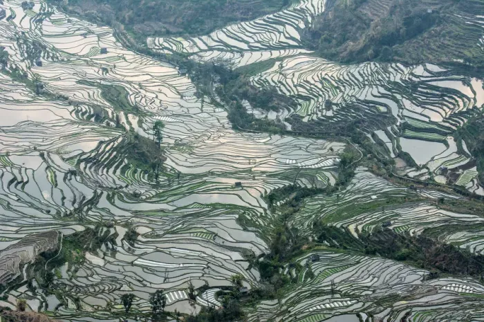 Framed Print : Rice terrace at Yuanyang. Yunnan. China Framed Print : Rice terrace at Yuanyang. Yunnan. China