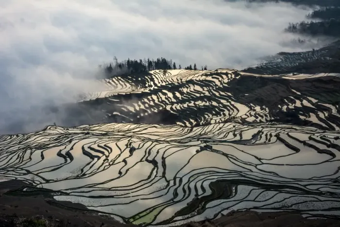 Framed Print : Rice terrace at Yuanyang. Yunnan. China Framed Print : Rice terrace at Yuanyang. Yunnan. China