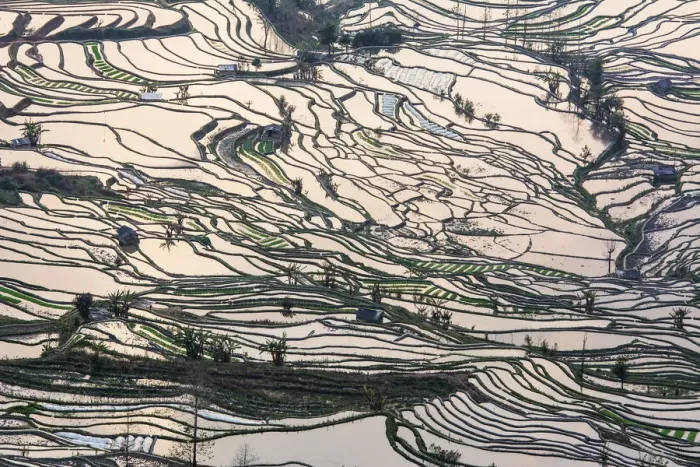 Framed Print : Rice terrace at Yuanyang. Yunnan. China Framed Print : Rice terrace at Yuanyang. Yunnan. China