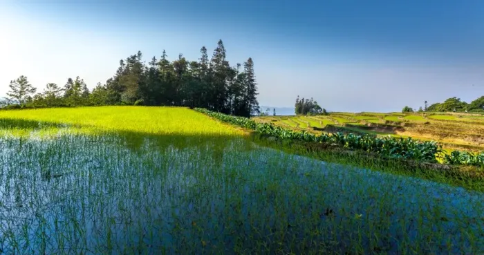 Framed Print : Rice terrace in Yunnan, China Framed Print : Rice terrace in Yunnan, China