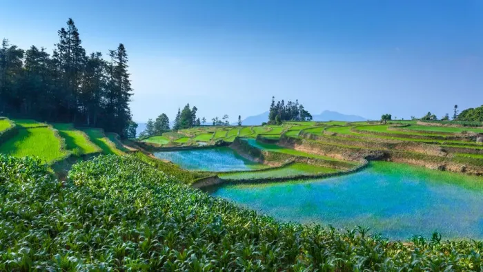 Framed Print : Rice terrace in Yunnan, China Framed Print : Rice terrace in Yunnan, China