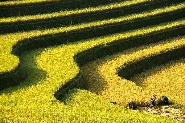 Rice terraces in Mu Cang Chai, North Vietnam