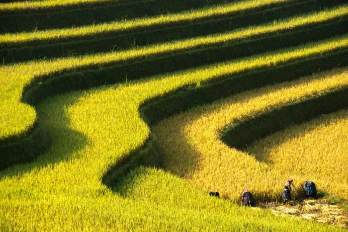 Framed Print : Rice terraces in Mu Cang Chai, North Vietnam Framed Print : Rice terraces in Mu Cang Chai, North Vietnam