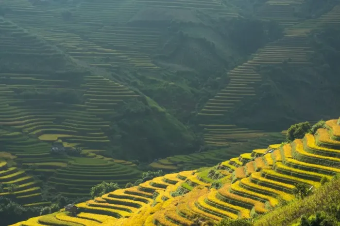 Framed Print : Rice terraces in Mu Cang Chai, North Vietnam Framed Print : Rice terraces in Mu Cang Chai, North Vietnam