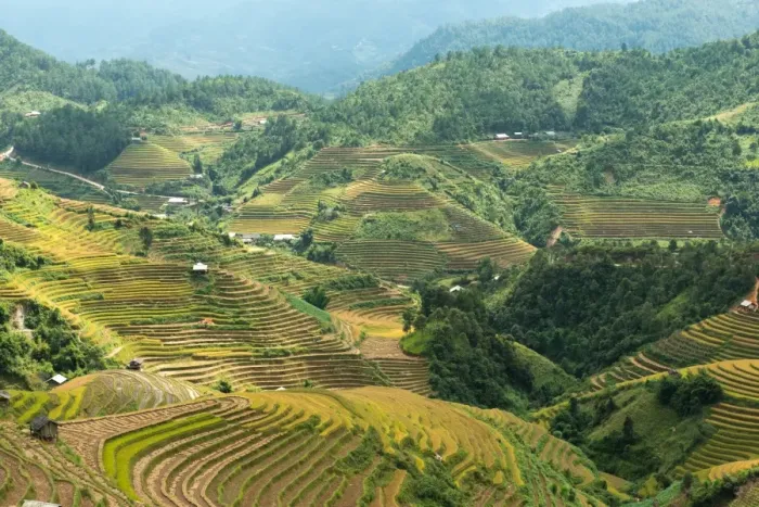 Framed Print : Rice terraces in Mu Cang Chai, North Vietnam
