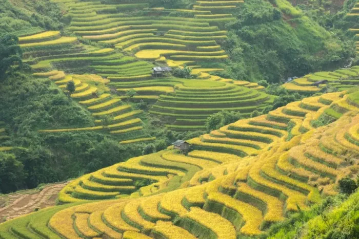 Framed Print : Rice terraces in Mu Cang Chai, North Vietnam Framed Print : Rice terraces in Mu Cang Chai, North Vietnam