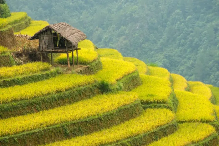 Framed Print : Rice terraces in Mu Cang Chai, North Vietnam