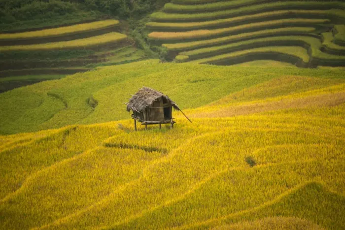 Framed Print : Rice terraces in Mu Cang Chai, North Vietnam Framed Print : Rice terraces in Mu Cang Chai, North Vietnam