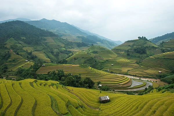 Rice terraces in Mu Cang Chai, North Vietnam
