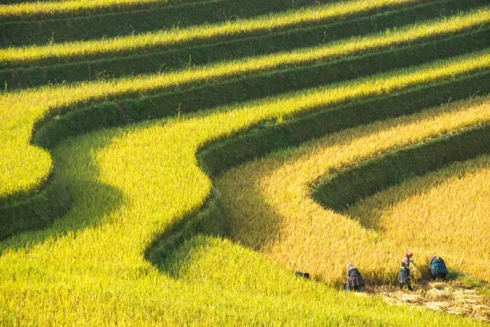 Framed Print : Rice terraces in Mu Cang Chai, North Vietnam Framed Print : Rice terraces in Mu Cang Chai, North Vietnam