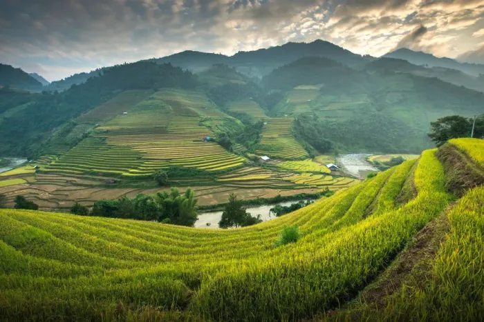 Framed Print : Rice terraces at Mu Cang Chai, Vietnam Framed Print : Rice terraces at Mu Cang Chai, Vietnam