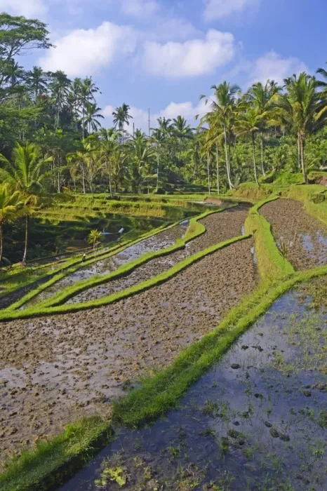 Framed Print : Rice terraces at the Pura Gunung Kawi temple, Bali, Indonesia
