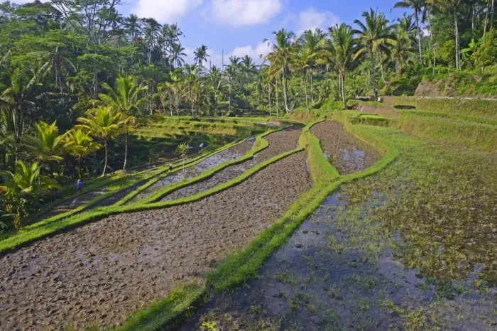 Framed Print : Rice terraces at the Pura Gunung Kawi temple, Bali, Indonesia Framed Print : Rice terraces at the Pura Gunung Kawi temple, Bali, Indonesia