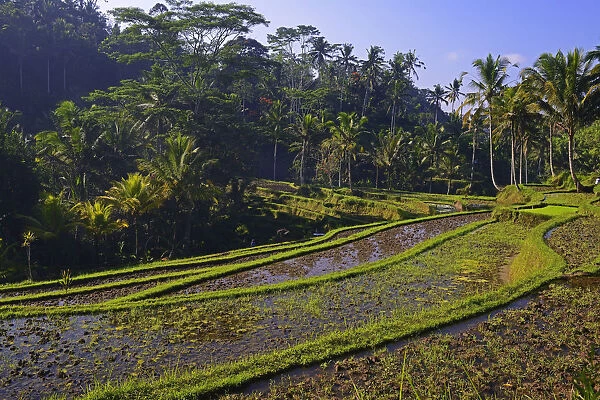 Rice terraces at Pura Gunung Kawi Temple, Bali, Indonesia