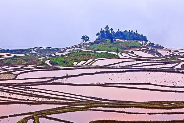 Rice terraces at sunset, Yuanyang, Yunnan, China
