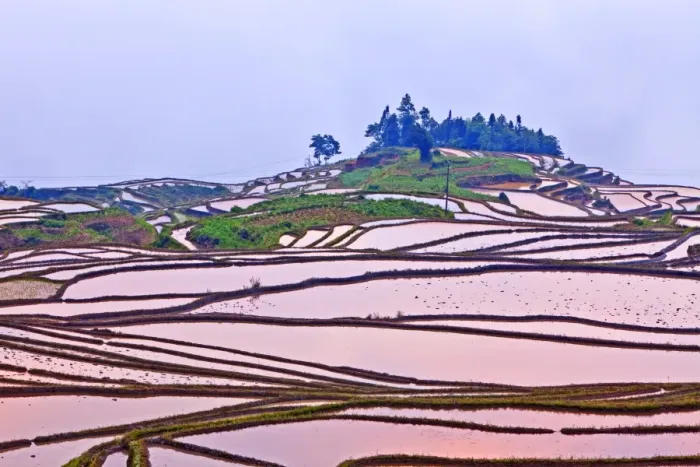 Framed Print : Rice terraces at sunset, Yuanyang, Yunnan, China Framed Print : Rice terraces at sunset, Yuanyang, Yunnan, China