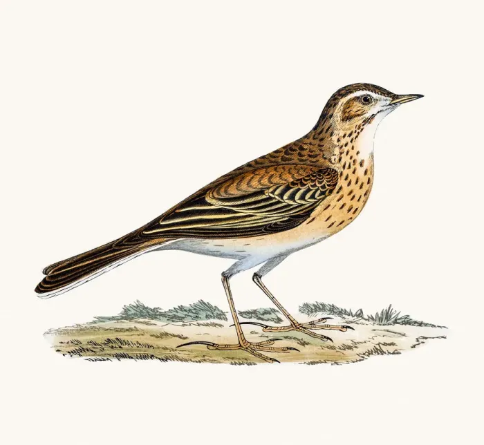 Framed Print : Richards Pipit