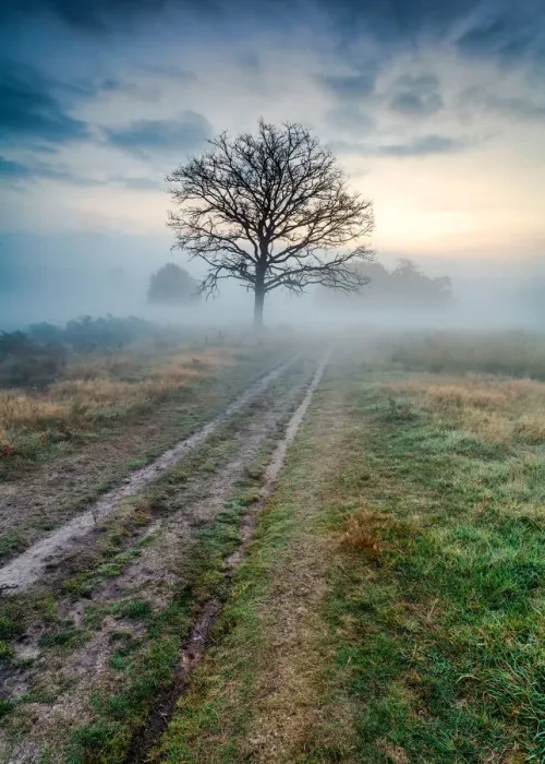 Framed Print : Richmond Park Framed Print : Richmond Park