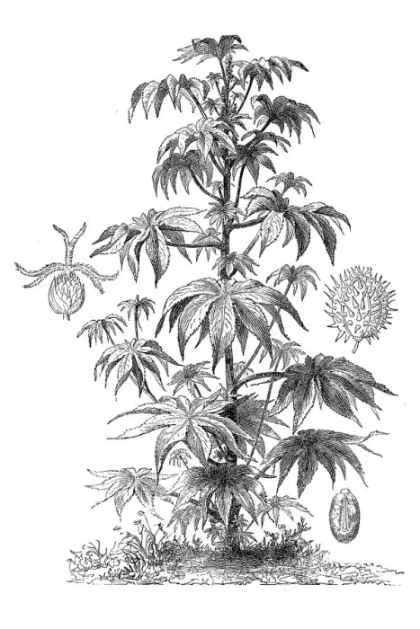 Framed Print : Ricinus communis, the castorbean or castor-oil-plant (ricinus communis)
