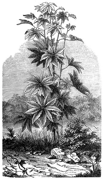 Ricinus Communis (Medicinal plant)