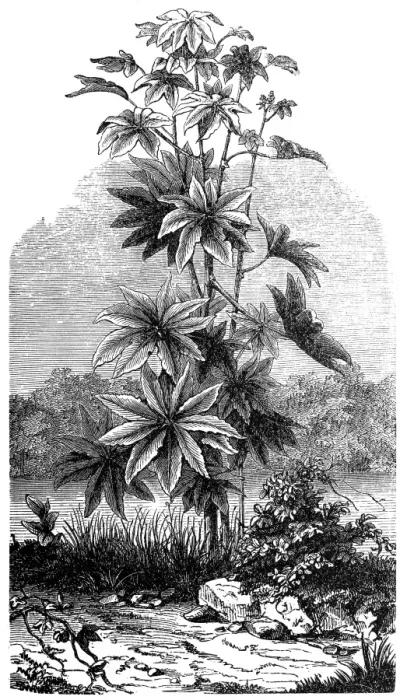Framed Print : Ricinus Communis (Medicinal plant) Framed Print : Ricinus Communis (Medicinal plant)