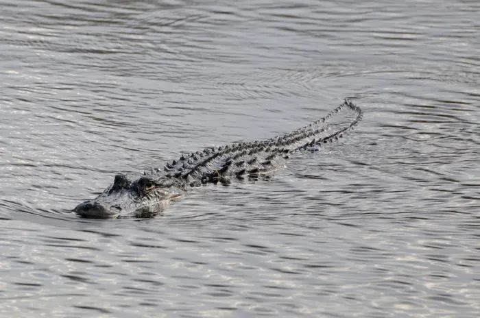 Framed Print : Ridges on back of swimming American alligator, Alligator mississippiensis, blend into waves on water surface. Everglades National Park, Florida, USA. UNESCO World Heritage Site (Biosphere Reserve)