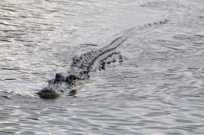 Framed Print : Ridges on back of swimming American alligator, Alligator mississippiensis, blend into waves on water surface. Everglades Nationa Park, Florida, USA. UNESCO World Heritage Site (Biosphere Reserve) Framed Print : Ridges on back of swimming American alligator, Alligator mississippiensis, blend into waves on water surface. Everglades Nationa Park, Florida, USA. UNESCO World Heritage Site (Biosphere Reserve)