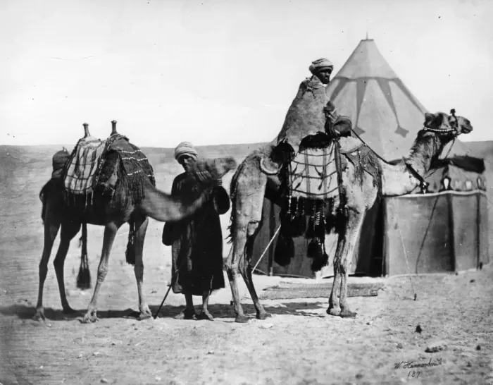 Framed Print : Riding Camels Framed Print : Riding Camels
